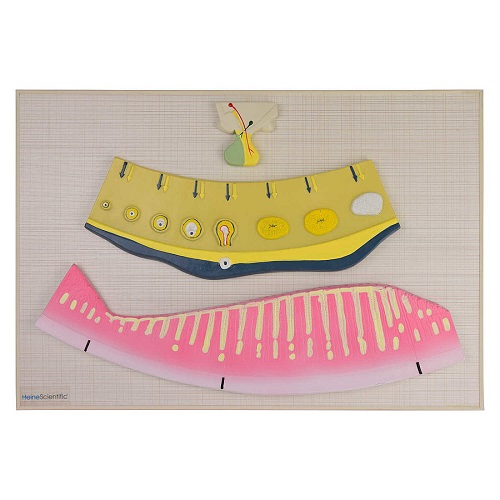 Female Hormonal Cycle Model